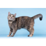 Кошечка Руна ищет доброе сердце.