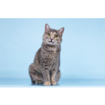 Кошечка Руна ищет доброе сердце.