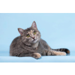 Кошечка Руна ищет доброе сердце.