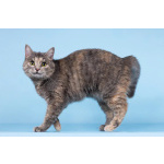 Кошечка Руна ищет доброе сердце.