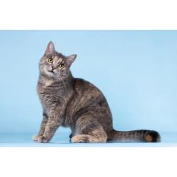 Кошечка Руна ищет доброе сердце.