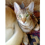 Ориентальные котята шоколадный пятнистый