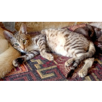 Ориентальные котята шоколадный пятнистый