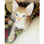 Ориентальные котята шоколадный пятнистый