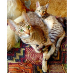 Ориентальные котята шоколадный пятнистый