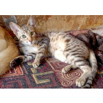 Ориентальные котята шоколадный пятнистый