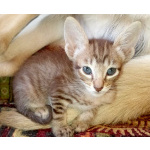 Ориентальные котята шоколадный пятнистый