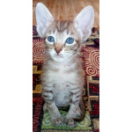 Ориентальные котята шоколадный пятнистый