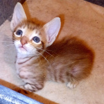 Ориентальные котята шоколадный пятнистый