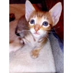 Ориентальные котята шоколадный пятнистый