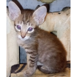 Ориентальные котята шоколадный пятнистый