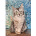 Котята МЕЙН-КУНЫ