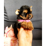 Девочка йоркширский терьер