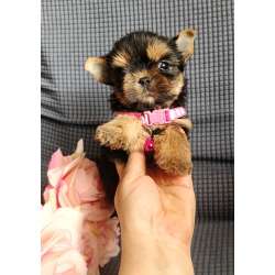 Девочка йоркширский терьер