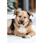 Дынечка - плюшвый мишка в добрые руки!