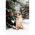 Дынечка - плюшвый мишка в добрые руки!