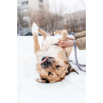 Дынечка - плюшвый мишка в добрые руки!