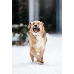 Дынечка - плюшвый мишка в добрые руки!