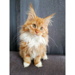 Мальчик Мейн-кун