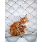 Мальчик Мейн-кун