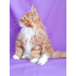 Мальчик Мейн-кун