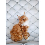 Мальчик Мейн-кун