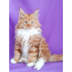 Мальчик Мейн-кун