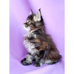 Девочки Мейн-кун