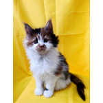 Девочки Мейн-кун