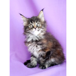 Девочки Мейн-кун