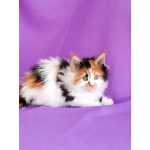 Девочки Мейн-кун