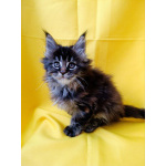 Девочки Мейн-кун