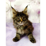 Девочки Мейн-кун