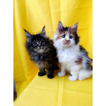 Девочки Мейн-кун