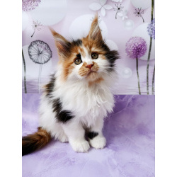 Девочки Мейн-кун