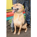 Добрая, ласковая, жизнерадостная собака Ласка ищет дом!