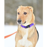 Добрая, ласковая, жизнерадостная собака Ласка ищет дом!