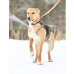 Добрая, ласковая, жизнерадостная собака Ласка ищет дом!