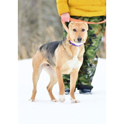 Добрая, ласковая, жизнерадостная собака Ласка ищет дом!