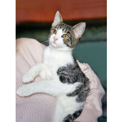 Трогательный, нежный котенок-подросток Месси ищет дом