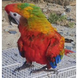 Гибрид ара Шамлет - птенцы