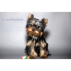 Мальчики йорки мини и мелкий стандарт. 2.11.2025