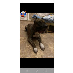 В продаже изысканные щенки американского стаффордширского терьера!