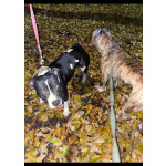 В продаже изысканные щенки американского стаффордширского терьера!