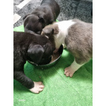 В продаже изысканные щенки американского стаффордширского терьера!