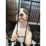 В продаже изысканные щенки американского стаффордширского терьера!