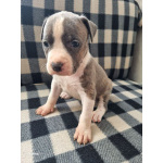 В продаже изысканные щенки американского стаффордширского терьера!