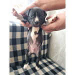 В продаже изысканные щенки американского стаффордширского терьера!