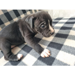 В продаже изысканные щенки американского стаффордширского терьера!