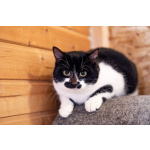 Феликс ищет дом